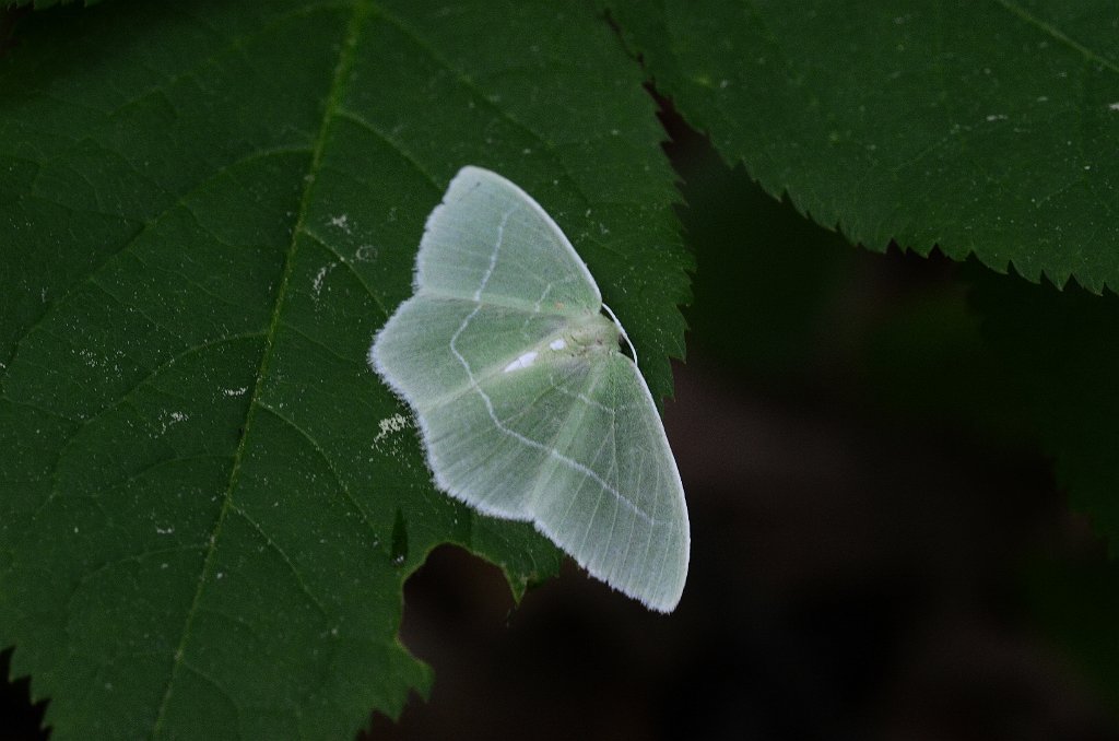 086 2016-06076999 Wachusett Mountain State Reservation, MA.JPG - White-fringed Emerald Moth (Nemoria mimosaria).  Wachusett Mountain State Reservation, MA, 6-7-2016